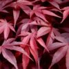 Fireglow Red Leaf Japanese Maple - 5 Gallon Pot (4.5-5.5')