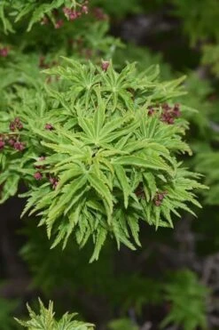 Lions Head Japanese Maple - Acer Palmatum 'Shishigashira' - 1 Gallon Pot -Garden Wisp Sales Store japanese maple lions head shishigashira 1