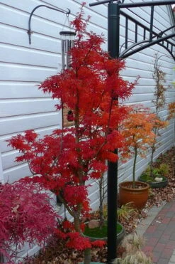 Lions Head Japanese Maple - Acer Palmatum 'Shishigashira' - 3 Gallon Pot -Garden Wisp Sales Store japanese maple lions head shishigashira 3 1