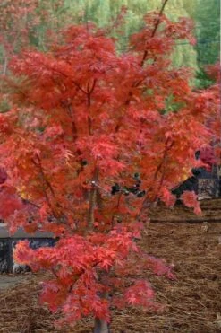 Lions Head Japanese Maple - Acer Palmatum 'Shishigashira' - 3 Gallon Pot -Garden Wisp Sales Store japanese maple lions head shishigashira 4 1