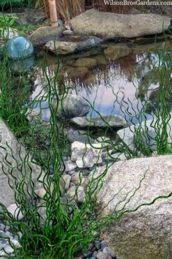 Big Twister Giant Corkscrew Rush (Juncus Effusus) - 1 Gallon Pot -Garden Wisp Sales Store juncus effusus big twister 100