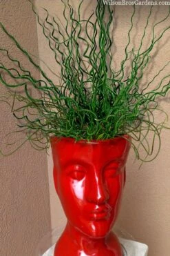 Big Twister Giant Corkscrew Rush (Juncus Effusus) - 1 Gallon Pot