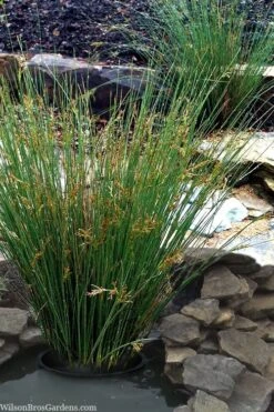Soft Rush (Juncus Effusus) - 8 Pack Of 1 Gallon Pots -Garden Wisp Sales Store juncus effusus soft rush 1