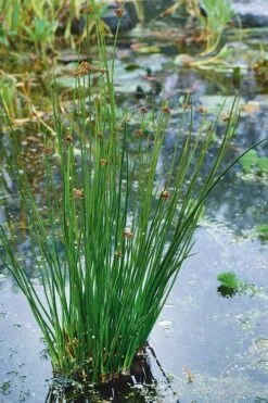 Soft Rush (Juncus Effusus) - 8 Pack Of 1 Gallon Pots -Garden Wisp Sales Store juncus effusus soft rush 3