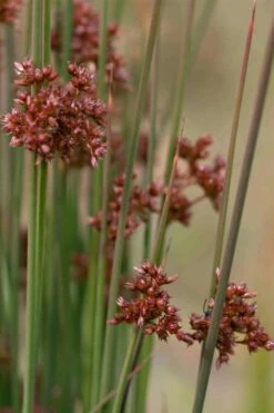Soft Rush (Juncus Effusus) - 8 Pack Of 1 Gallon Pots -Garden Wisp Sales Store juncus effusus soft rush 4