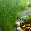 Soft Rush (Juncus Effusus) - 8 Pack Of 1 Gallon Pots
