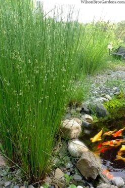Soft Rush (Juncus Effusus) - 8 Pack Of 1 Gallon Pots