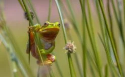 Soft Rush (Juncus Effusus) - 8 Pack Of 1 Gallon Pots -Garden Wisp Sales Store juncus effusus soft rush 7