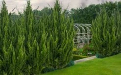 Idyllwild Juniper (Red Cedar) - 3 Gallon Pot 7 Idyllwild Juniper (Red Cedar) - 3 Gallon Pot -Garden Wisp Sales Store juniper idyllwild 8