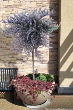 Bar Harbor Juniper Tree Form Topiary - 3 Gallon Pot