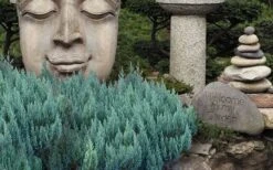 Blue Forest Juniper - 1 Gallon Pot -Garden Wisp Sales Store juniperus sabina blue forest juniper 1