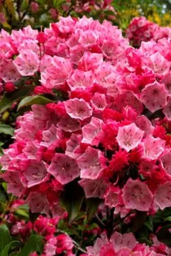 Olympic Fire Mountain Laurel (Kalmia Latifolia) - 2 Gallon Pot
