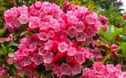 Olympic Fire Mountain Laurel (Kalmia Latifolia) - 2 Gallon Pot -Garden Wisp Sales Store kalmia latifolia olympic fire mountain laurel 11