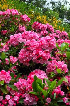 Olympic Fire Mountain Laurel (Kalmia Latifolia) - 2 Gallon Pot -Garden Wisp Sales Store kalmia latifolia olympic fire mountain laurel 13