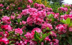 Olympic Fire Mountain Laurel (Kalmia Latifolia) - 2 Gallon Pot -Garden Wisp Sales Store kalmia latifolia olympic fire mountain laurel 14
