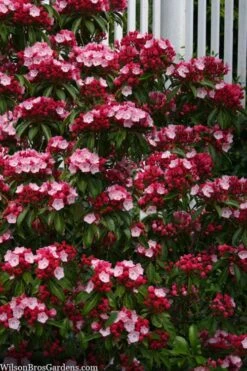 Olympic Fire Mountain Laurel (Kalmia Latifolia) - 2 Gallon Pot -Garden Wisp Sales Store kalmia latifolia olympic fire mountain laurel 9