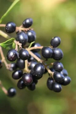 Waxleaf Ligustrum - 1 Gallon Pot -Garden Wisp Sales Store ligustrum japonicum waxleaf privet 2