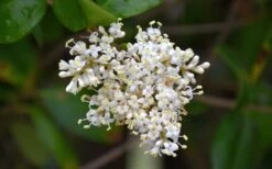 Waxleaf Ligustrum - 1 Gallon Pot -Garden Wisp Sales Store ligustrum japonicum waxleaf privet 3