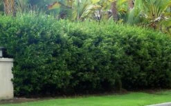 Waxleaf Ligustrum - 1 Gallon Pot -Garden Wisp Sales Store ligustrum japonicum waxleaf privet 5