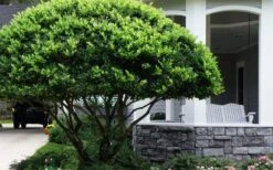 Waxleaf Ligustrum - 1 Gallon Pot -Garden Wisp Sales Store ligustrum japonicum waxleaf privet 6