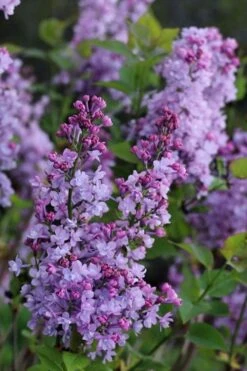 Scentara Double Blue Lilac - 3 Gallon Pot 7 Scentara Double Blue Lilac - 3 Gallon Pot -Garden Wisp Sales Store lilac scentara double blue 1
