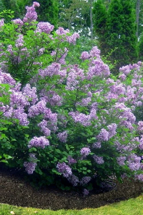 Scentara Double Blue Lilac - 3 Gallon Pot 3 Scentara Double Blue Lilac - 3 Gallon Pot - Image 3