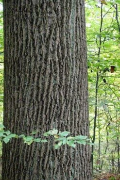Tulip Poplar Tree (Liriodendron Tulipifera) - 3 Pack Of 1.5 Quart Pots -Garden Wisp Sales Store liriodendron tulipifera yellow tulip poplar flower 11