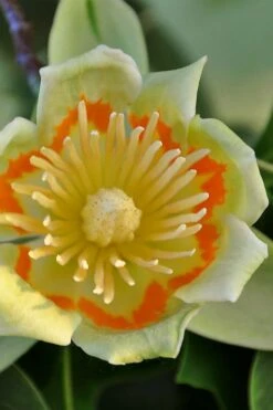Tulip Poplar Tree (Liriodendron Tulipifera) - 3 Pack Of 1.5 Quart Pots -Garden Wisp Sales Store liriodendron tulipifera yellow tulip poplar flower 12