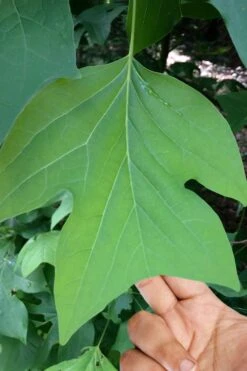 Tulip Poplar Tree (Liriodendron Tulipifera) - 3 Pack Of 1.5 Quart Pots -Garden Wisp Sales Store liriodendron tulipifera yellow tulip poplar flower 4