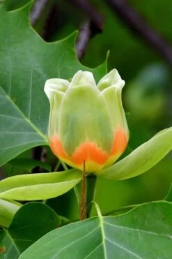 Tulip Poplar Tree (Liriodendron Tulipifera) - 3 Pack Of 1.5 Quart Pots -Garden Wisp Sales Store liriodendron tulipifera yellow tulip poplar flower 6
