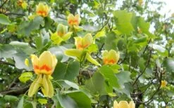 Tulip Poplar Tree (Liriodendron Tulipifera) - 3 Pack Of 1.5 Quart Pots -Garden Wisp Sales Store liriodendron tulipifera yellow tulip poplar flower 8