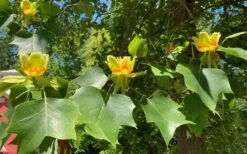 Tulip Poplar Tree (Liriodendron Tulipifera) - 3 Pack Of 1.5 Quart Pots -Garden Wisp Sales Store liriodendron tulipifera yellow tulip poplar flower 9