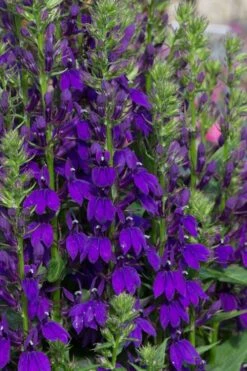 Starship Blue Cardinal Flower (Lobelia) - 6 Pack Of 1 Gallon Pots