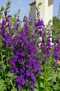 Starship Blue Cardinal Flower (Lobelia) - 6 Pack Of 1 Gallon Pots -Garden Wisp Sales Store lobelia speciosa starship sblue cardinal flower 1