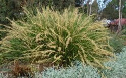 Katrinus Deluxe Lomandra - 1 Gallon Pot -Garden Wisp Sales Store lomandra longifolia katrinus deluxe 2