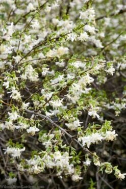 Fragrant Winter Honeysuckle Bush (Lonicera Fragrantissima) - 1 Gallon Pot 12 Fragrant Winter Honeysuckle Bush (Lonicera Fragrantissima) - 1 Gallon Pot -Garden Wisp Sales Store lonicera fragrantissima winter honeysuckle 14
