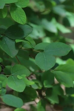 Fragrant Winter Honeysuckle Bush (Lonicera Fragrantissima) - 1 Gallon Pot 14 Fragrant Winter Honeysuckle Bush (Lonicera Fragrantissima) - 1 Gallon Pot -Garden Wisp Sales Store lonicera fragrantissima winter honeysuckle 19