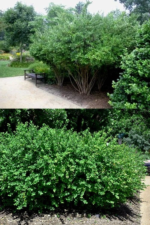 Fragrant Winter Honeysuckle Bush (Lonicera Fragrantissima) - 1 Gallon Pot 5 Fragrant Winter Honeysuckle Bush (Lonicera Fragrantissima) - 1 Gallon Pot - Image 5