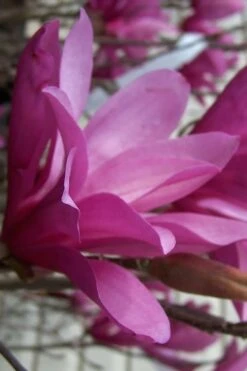 Ann Magnolia Tulip Tree - 2 Gallon Pot 17 Ann Magnolia Tulip Tree - 2 Gallon Pot -Garden Wisp Sales Store magnolia ann 30