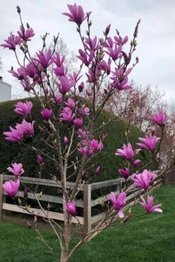 Ann Magnolia Tulip Tree - 5 Gallon Pot -Garden Wisp Sales Store magnolia ann tulip tree 100
