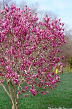 Ann Magnolia Tulip Tree - 2 Gallon Pot 16 Ann Magnolia Tulip Tree - 2 Gallon Pot -Garden Wisp Sales Store magnolia ann tulip tree 105 2