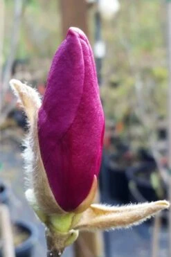 Betty Magnolia Tulip Tree - 3 Gallon Pot -Garden Wisp Sales Store magnolia betty 21 1