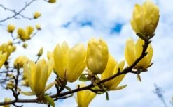 Butterflies Yellow Magnolia (Tulip Tree) - 3 Gallon Pot -Garden Wisp Sales Store magnolia butterflies yellow tulip tree 2