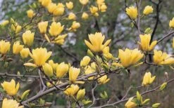 Butterflies Yellow Magnolia (Tulip Tree) - 3 Gallon Pot -Garden Wisp Sales Store magnolia butterflies yellow tulip tree 3