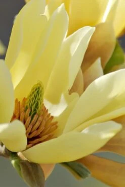 Butterflies Yellow Magnolia (Tulip Tree) - 3 Gallon Pot -Garden Wisp Sales Store magnolia butterflies yellow tulip tree 5