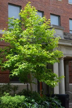 Butterflies Yellow Magnolia (Tulip Tree) - 3 Gallon Pot -Garden Wisp Sales Store magnolia butterflies yellow tulip tree 7