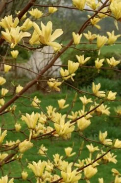 Butterflies Yellow Magnolia (Tulip Tree) - 3 Gallon Pot -Garden Wisp Sales Store magnolia butterflies yellow tulip tree 8
