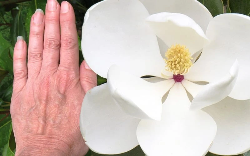 Edith Bogue Cold Hardy Evergreen Magnolia - 7 Gallon Pot 5 Edith Bogue Cold Hardy Evergreen Magnolia - 7 Gallon Pot - Image 5