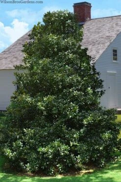 Edith Bogue Cold Hardy Evergreen Magnolia - 3 Gallon Pot (3-4') 11 Edith Bogue Cold Hardy Evergreen Magnolia - 3 Gallon Pot (3-4') -Garden Wisp Sales Store magnolia edith bogue 4