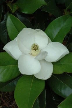 Edith Bogue Cold Hardy Evergreen Magnolia - 7 Gallon Pot 13 Edith Bogue Cold Hardy Evergreen Magnolia - 7 Gallon Pot -Garden Wisp Sales Store magnolia edith bogue 5 1